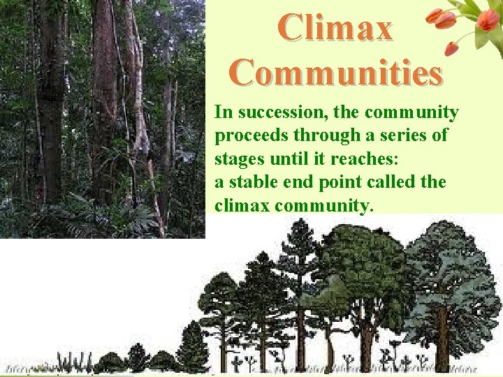 Climax Communities In succession, the community proceeds through a series of stages until it