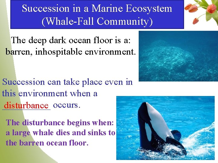 Succession in a Marine Ecosystem (Whale-Fall Community) The deep dark ocean floor is a: