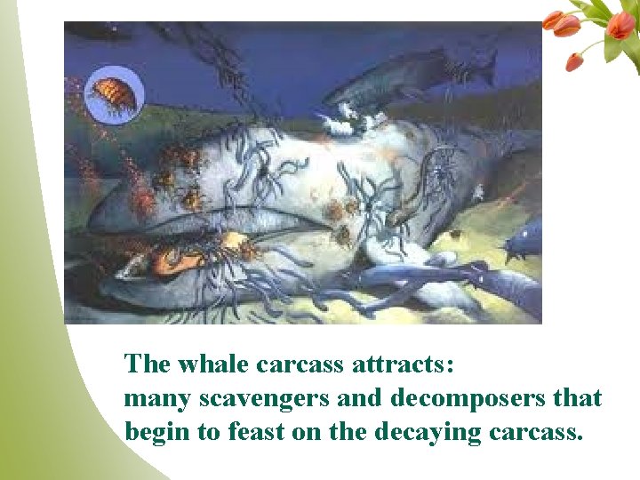 The whale carcass attracts: many scavengers and decomposers that begin to feast on the