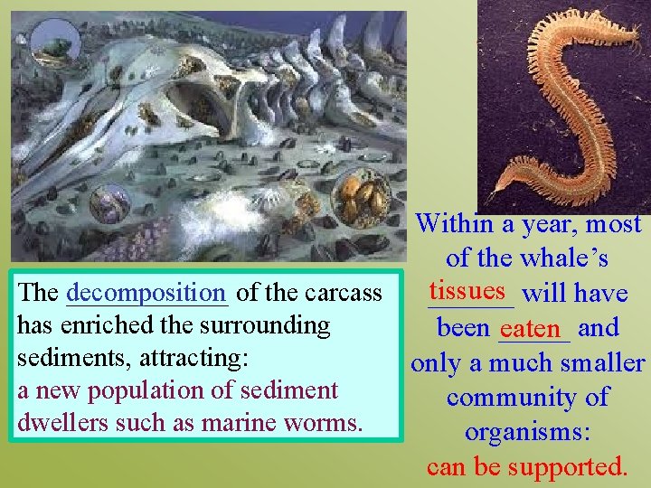 Within a year, most of the whale’s tissues will have The decomposition ______ of