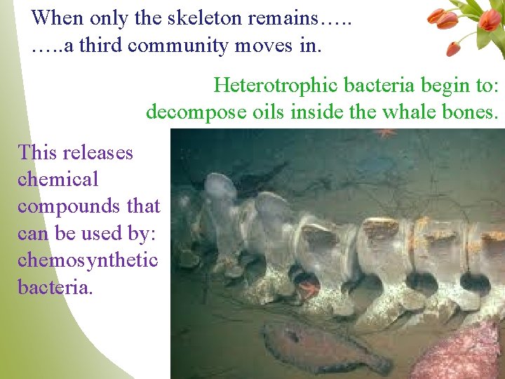 When only the skeleton remains…. . a third community moves in. Heterotrophic bacteria begin