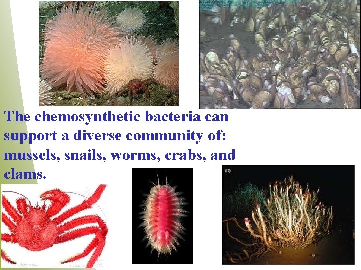 The chemosynthetic bacteria can support a diverse community of: mussels, snails, worms, crabs, and