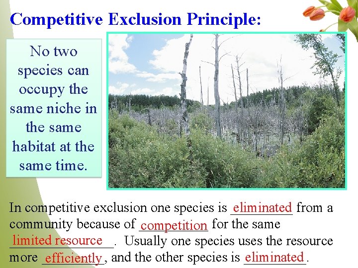 Competitive Exclusion Principle: No two species can occupy the same niche in the same