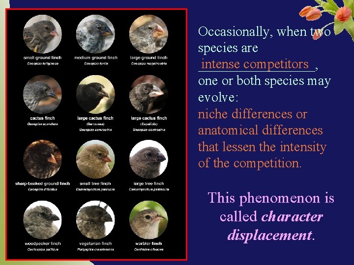 Occasionally, when two species are intense competitors _________, one or both species may evolve: