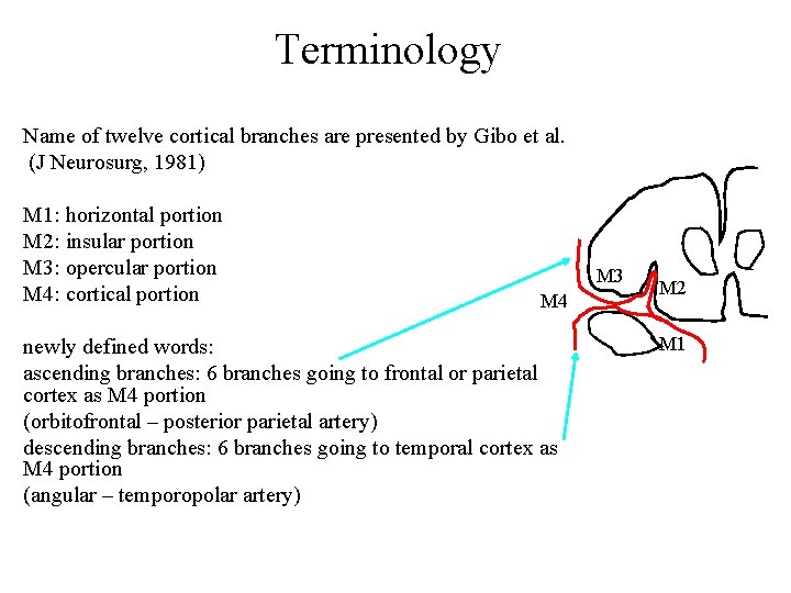 Terminology Name of twelve cortical branches are presented by Gibo et al. (J Neurosurg,