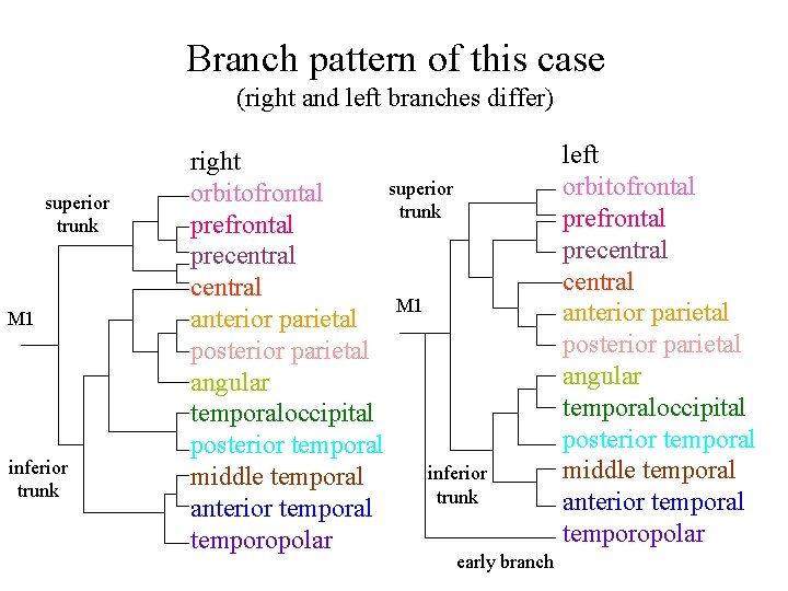 Branch pattern of this case (right and left branches differ) superior trunk M 1