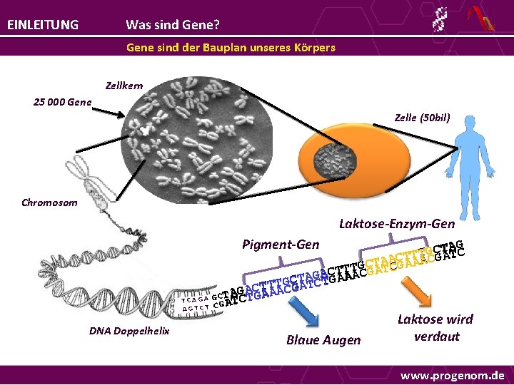 EINLEITUNG Was sind Gene? Gene sind der Bauplan unseres Körpers Zellkern 25 000 Gene