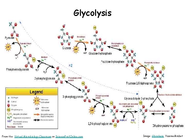 Glycolysis From the Virtual Microbiology Classroom on Science. Prof. Online. com Image: Glycolusis, Yassine.
