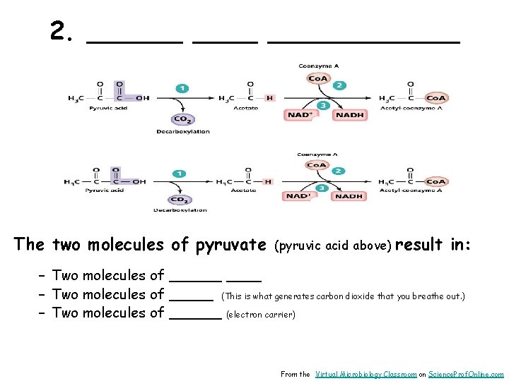 2. ______ The two molecules of pyruvate (pyruvic acid above) result in: – Two