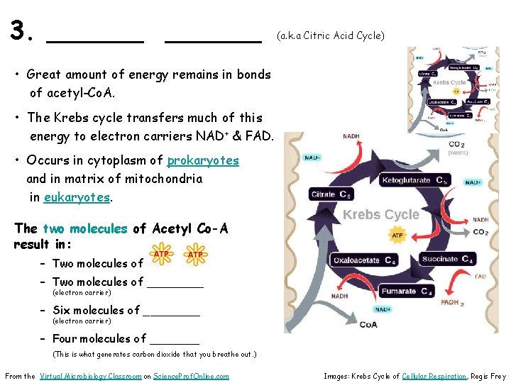 3. ______ (a. k. a Citric Acid Cycle) • Great amount of energy remains