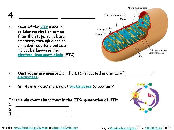 4. _______ • Most of the ATP made in cellular respiration comes from the