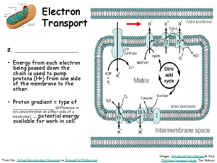 Electron Transport 2. ___________ • Energy from each electron being passed down the chain