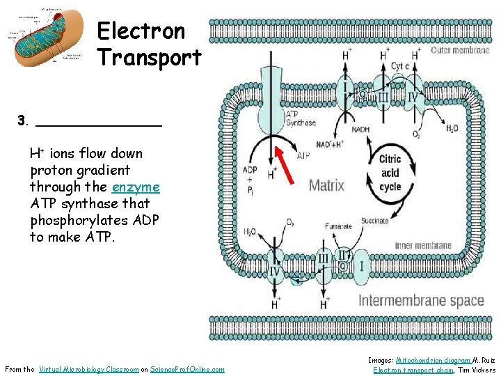 Electron Transport 3. ________ H+ ions flow down proton gradient through the enzyme ATP