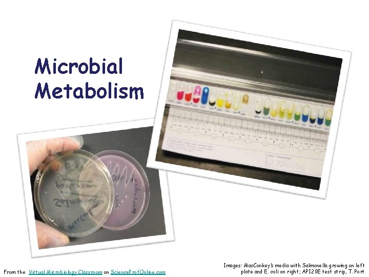 Microbial Metabolism From the Virtual Microbiology Classroom on Science. Prof. Online. com Images: Mac.