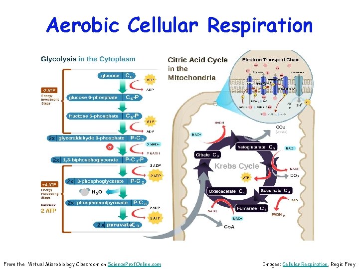 Aerobic Cellular Respiration From the Virtual Microbiology Classroom on Science. Prof. Online. com Images: