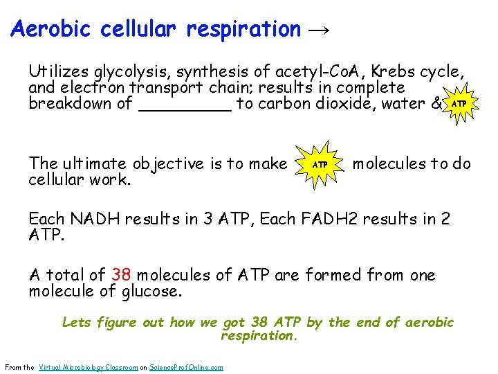 Aerobic cellular respiration → Utilizes glycolysis, synthesis of acetyl-Co. A, Krebs cycle, and electron