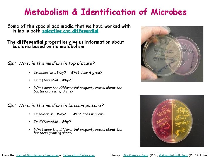 Metabolism & Identification of Microbes Some of the specialized media that we have worked