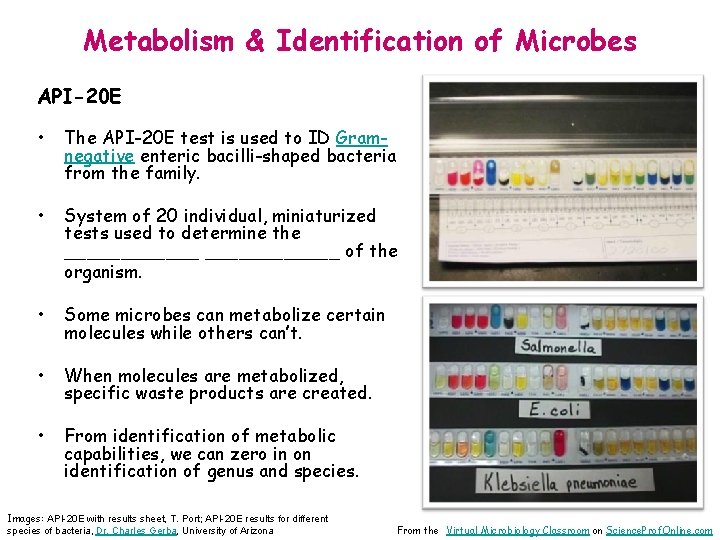 Metabolism & Identification of Microbes API-20 E • The API-20 E test is used