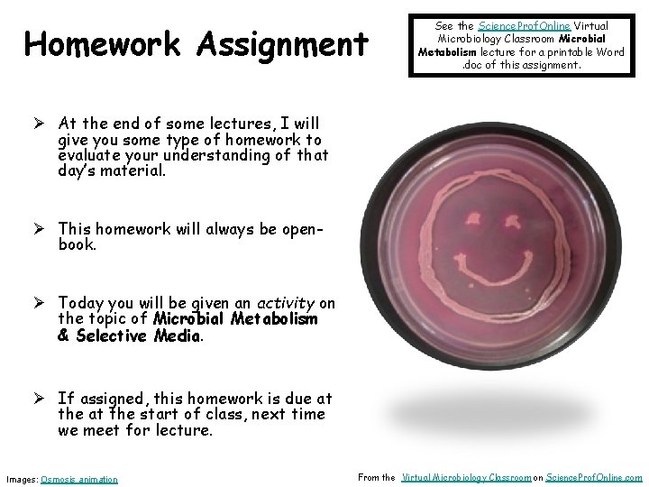 Homework Assignment See the Science. Prof. Online Virtual Microbiology Classroom Microbial Metabolism lecture for