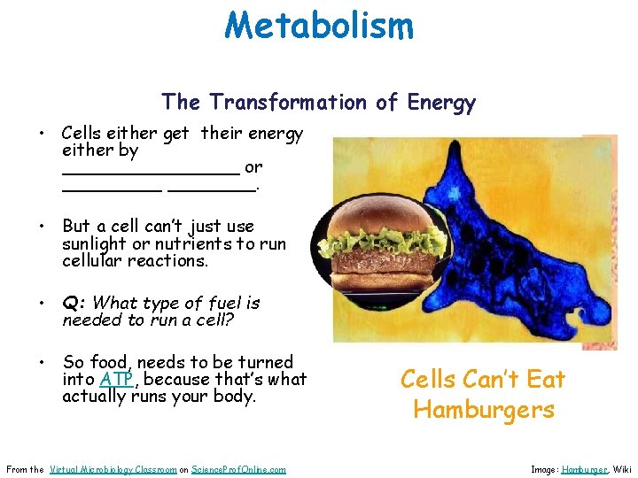 Metabolism The Transformation of Energy • Cells either get their energy either by ________