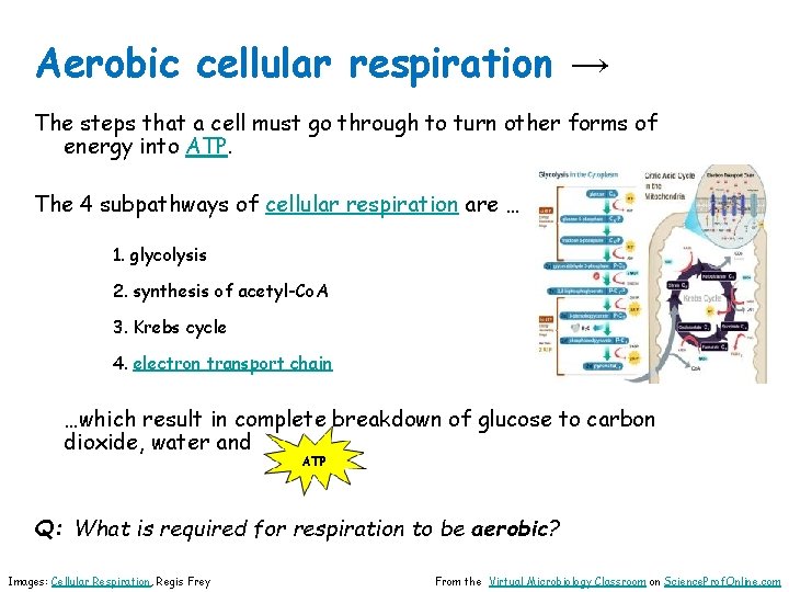 Aerobic cellular respiration → The steps that a cell must go through to turn