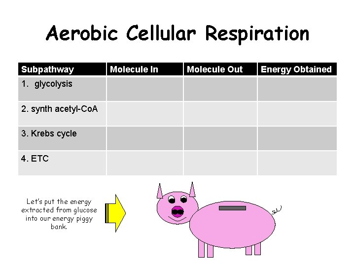 Aerobic Cellular Respiration Subpathway 1. glycolysis 2. synth acetyl-Co. A 3. Krebs cycle 4.