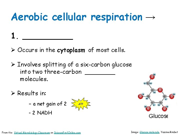 Aerobic cellular respiration → 1. _____ Ø Occurs in the cytoplasm of most cells.