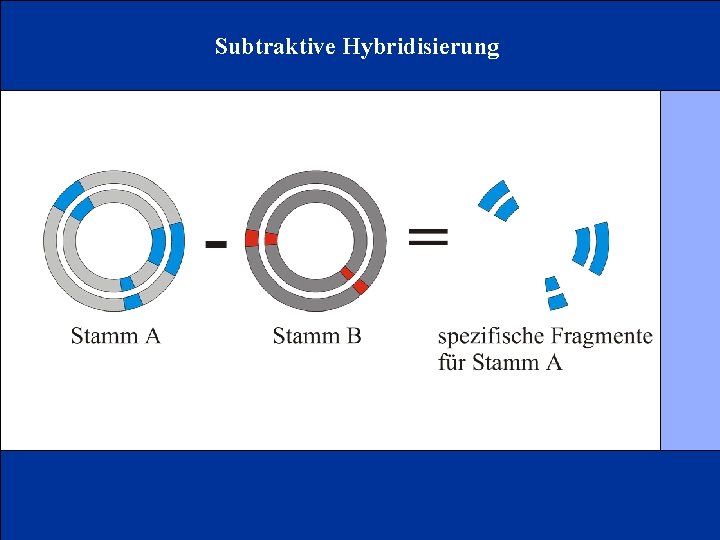 Subtraktive Hybridisierung 