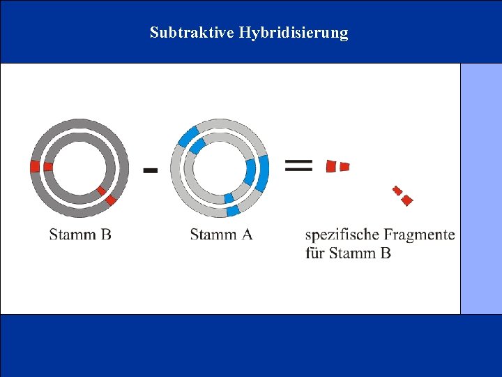 Subtraktive Hybridisierung 