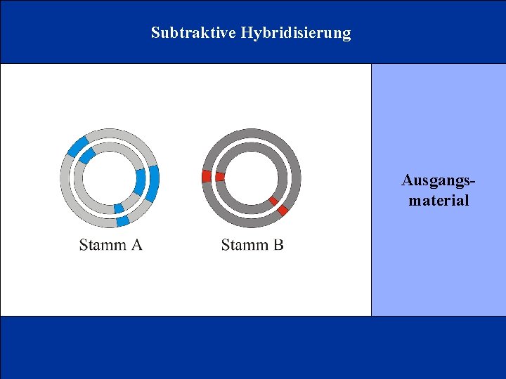 Subtraktive Hybridisierung Ausgangsmaterial 