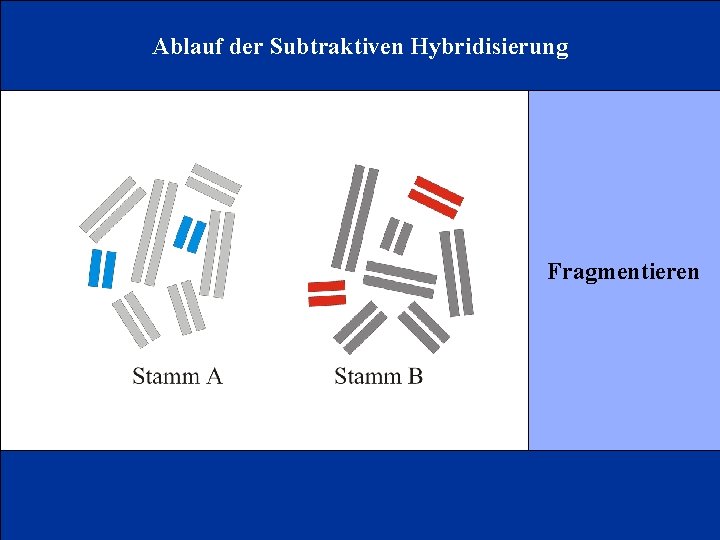 Ablauf der Subtraktiven Hybridisierung Fragmentieren 