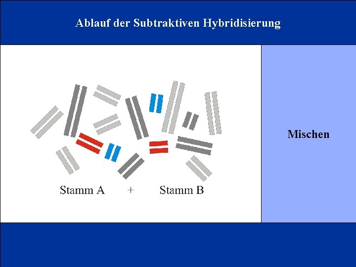 Ablauf der Subtraktiven Hybridisierung Mischen 