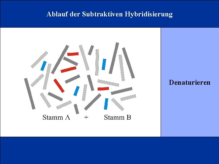 Ablauf der Subtraktiven Hybridisierung Denaturieren 