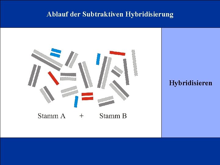 Ablauf der Subtraktiven Hybridisierung Hybridisieren 