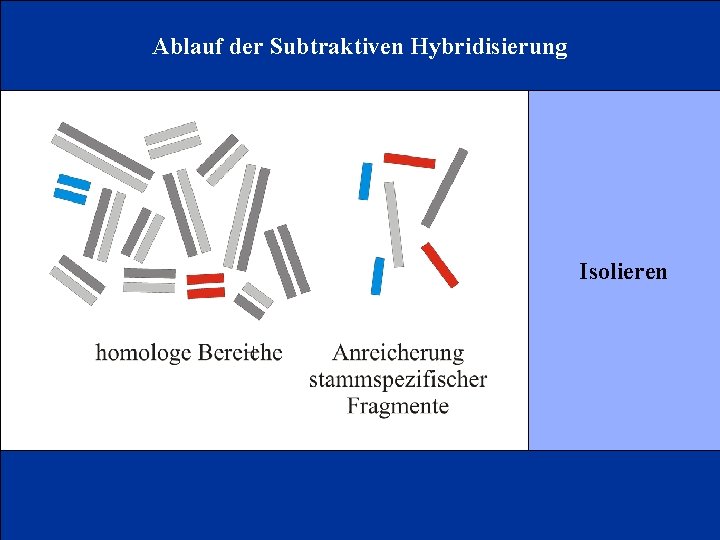 Ablauf der Subtraktiven Hybridisierung Isolieren 