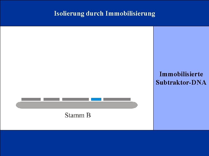 Isolierung durch Immobilisierung Immobilisierte Subtraktor-DNA 