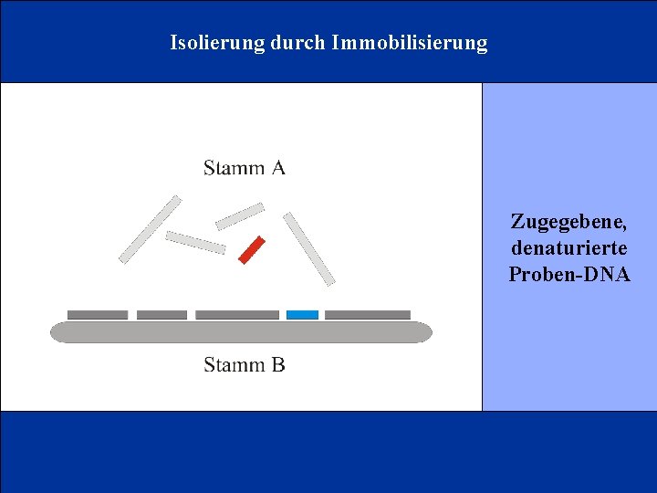 Isolierung durch Immobilisierung Zugegebene, denaturierte Proben-DNA 