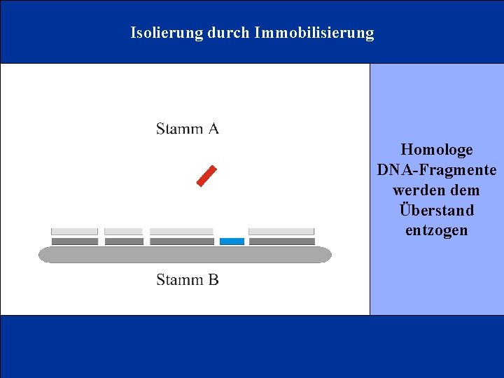 Isolierung durch Immobilisierung Homologe DNA-Fragmente werden dem Überstand entzogen 