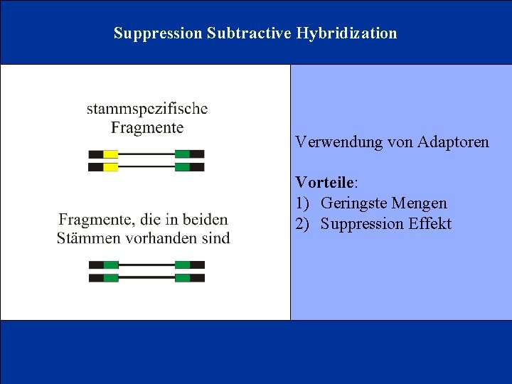 Suppression Subtractive Hybridization Verwendung von Adaptoren Vorteile: 1) Geringste Mengen 2) Suppression Effekt 