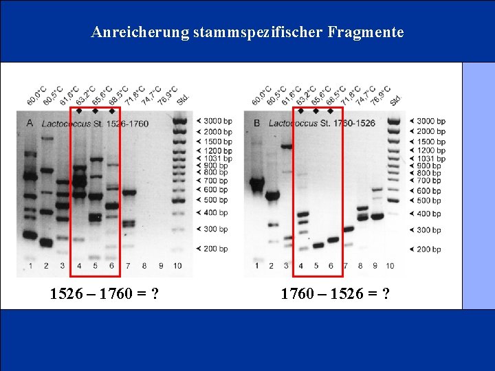Anreicherung stammspezifischer Fragmente 1526 – 1760 = ? 1760 – 1526 = ? 