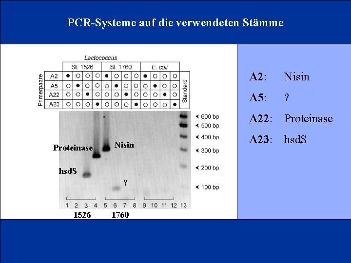 PCR-Systeme auf die verwendeten Stämme Proteinase Nisin hsd. S ? 1526 1760 A 2:
