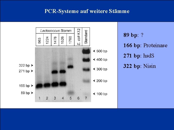 PCR-Systeme auf weitere Stämme 89 bp: ? 166 bp: Proteinase 271 bp: hsd. S