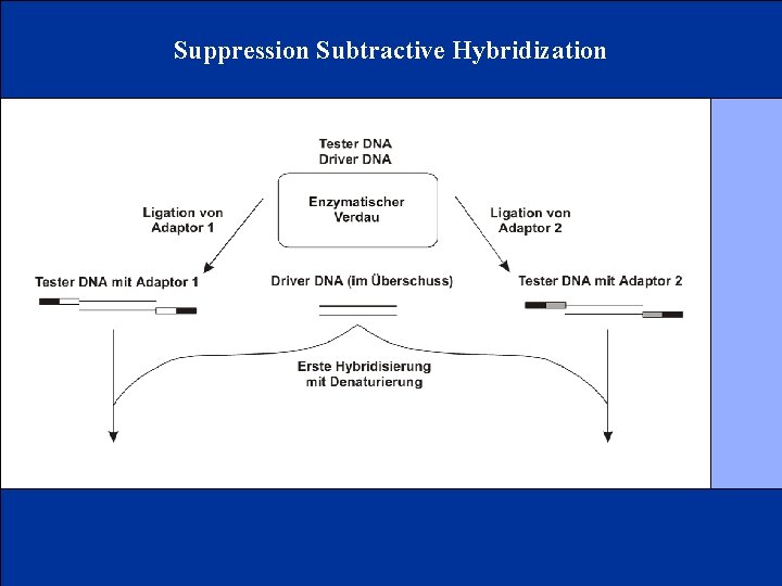 Suppression Subtractive Hybridization 