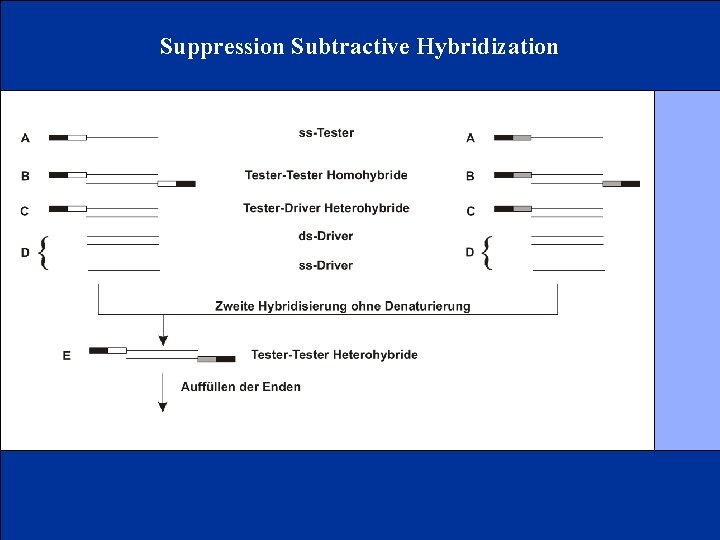 Suppression Subtractive Hybridization 