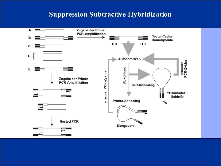 Suppression Subtractive Hybridization 