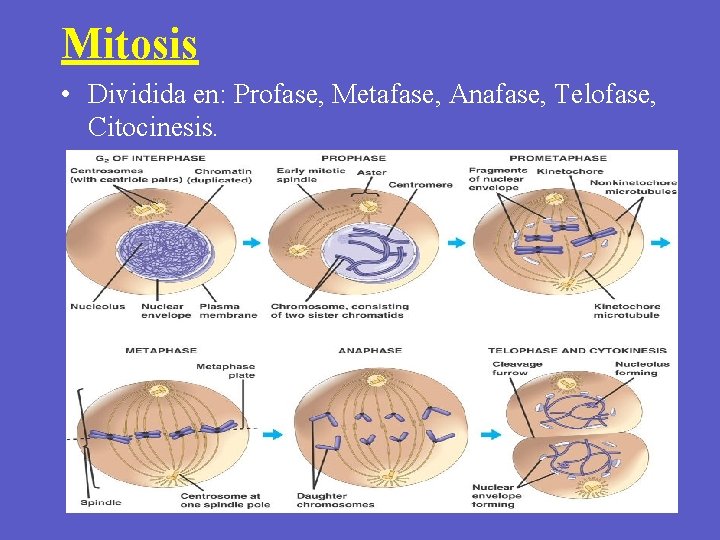 Mitosis • Dividida en: Profase, Metafase, Anafase, Telofase, Citocinesis. 