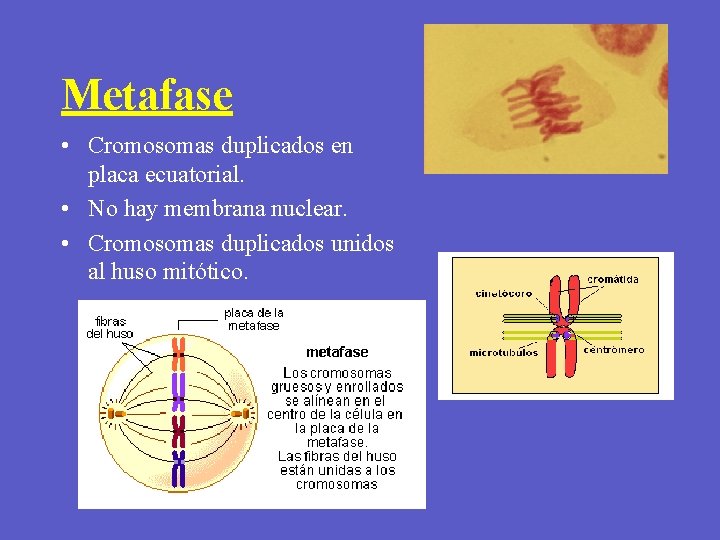 Metafase • Cromosomas duplicados en placa ecuatorial. • No hay membrana nuclear. • Cromosomas