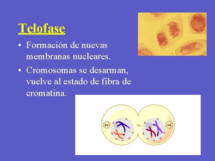 Telofase • Formación de nuevas membranas nucleares. • Cromosomas se desarman, vuelve al estado