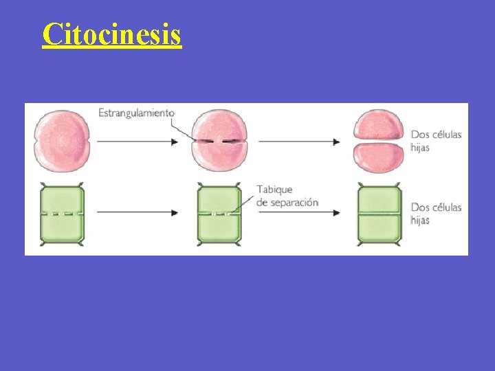 Citocinesis 