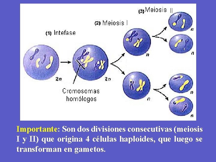 Importante: Son dos divisiones consecutivas (meiosis I y II) que origina 4 células haploides,